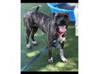 Adopt Aria a Pit Bull Terrier, Mastiff