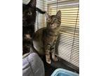 Adopt Polly a Domestic Short Hair