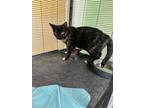 Adopt Gidget a Domestic Short Hair