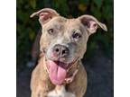 Adopt Baby Girl a Pit Bull Terrier