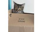 Adopt Priscilla (24-420) a Tabby