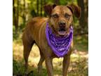 Adopt Nayla a Catahoula Leopard Dog, Mixed Breed