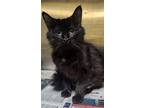 Adopt Marci a Domestic Short Hair