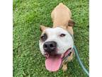 Adopt Holly a Boxer, Terrier