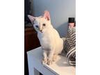 Adopt Joli a Siamese, Domestic Short Hair