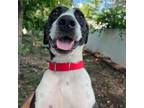 Adopt Zayla a Pointer