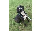 Adopt Raven a Black Mouth Cur, Carolina Dog