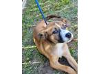 Adopt Maple a Black Mouth Cur, Carolina Dog