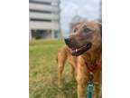 Adopt 2405-0394 Penny a Redbone Coonhound