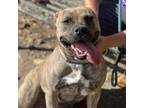 Adopt Jasmine a Mixed Breed