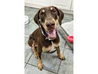 Adopt Attila Diane 3256 a Doberman Pinscher