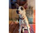 Adopt Cappuccino a Australian Cattle Dog / Blue Heeler, German Shepherd Dog