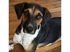 Adopt Chanel a Beagle