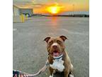 Adopt Nadia a Pit Bull Terrier