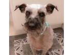 Adopt Tickles a Standard Schnauzer