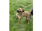 Adopt Bella a Pit Bull Terrier