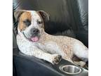 Adopt Sweetie Belle a Boxer, Cattle Dog