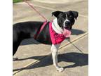 Adopt Mudslide CFS# 240040835 a Labrador Retriever