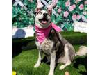 Adopt Fiona a Siberian Husky