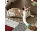 Adopt Scarlet a Domestic Short Hair, Turkish Van