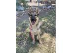 Adopt Imani a Shepherd
