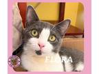 Adopt Flora a Domestic Short Hair