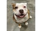 Adopt Ginger a American Staffordshire Terrier, Pit Bull Terrier