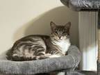 Adopt Storm a Tabby, Domestic Short Hair