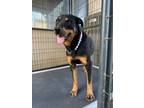 Adopt Pumpkin a Rottweiler