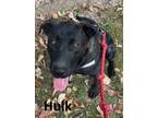 Adopt Hulk a German Shepherd Dog, Labrador Retriever