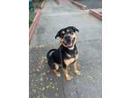 Adopt Buddy a Labrador Retriever