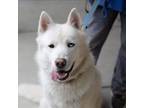 Adopt Wilson a Siberian Husky