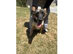 Adopt Dog a Australian Shepherd, Mixed Breed