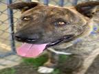 Adopt Dog a Mastiff