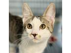 Adopt Alabama a Domestic Short Hair