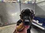 Adopt NOXEEMA a Pit Bull Terrier, Mixed Breed