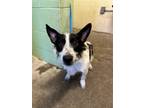 Adopt MR. JINGLES a Cardigan Welsh Corgi, Mixed Breed