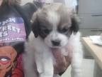 Adopt RASCAL a Pug, Mixed Breed