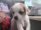 Adopt SPOT a Pug, Mixed Breed