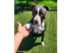 Adopt King a Pit Bull Terrier