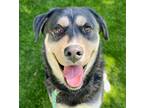 Adopt MAUI a Labrador Retriever, Mixed Breed