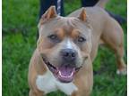 Adopt CLINT a Pit Bull Terrier