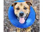 Adopt BRUNO a Labrador Retriever