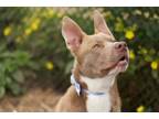 Adopt BOHDI a Pit Bull Terrier, Mixed Breed