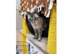 Adopt Zeus a Siamese, Domestic Short Hair