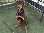 Adopt FILO a Doberman Pinscher