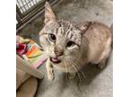 Adopt Johnny Cage a Siamese