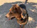 Adopt BERT a Beagle, Australian Shepherd
