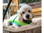 Adopt Jackson H 24071 a Cocker Spaniel