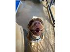 Adopt SAUCE a Bull Terrier